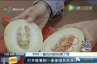 随机吃瓜13,一场意外的瓜界狂欢