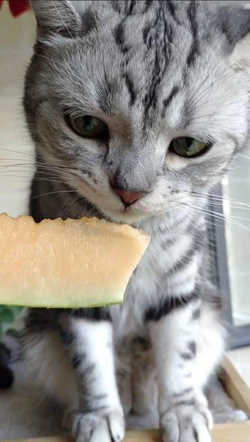 猫咪吃瓜原图,萌态尽显，网友直呼“治愈系”