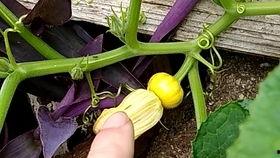 产妇可以吃瓜花,瓜花美食助力身体恢复与营养均衡