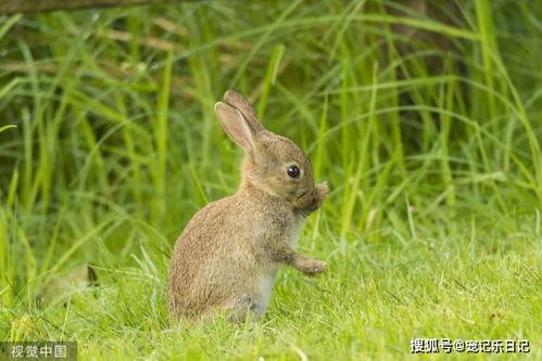 猫可以吃兔瓜,兔瓜，猫咪的新宠
