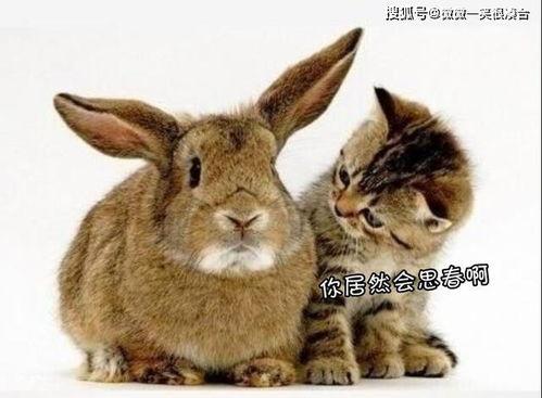 猫可以吃兔瓜,兔瓜，猫咪的新宠