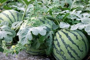 《吃瓜》文章,揭秘网络舆论场的众生相