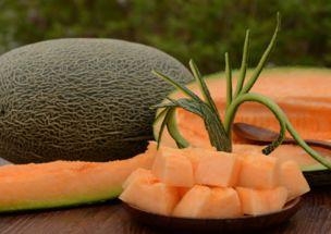 西北人吃哈密瓜,西北风味中的哈密瓜传奇