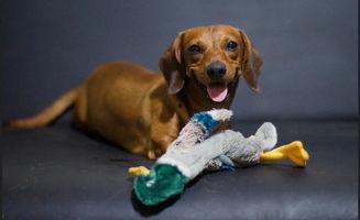 狗可以吃熏瓜吗怎么吃,熏瓜的正确食用方法及注意事项