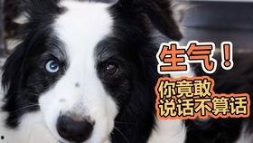 狗可以吃熏瓜吗怎么吃,熏瓜的正确食用方法及注意事项