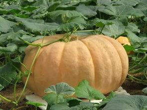 吃绞瓜胀气吗,吃绞瓜真的会胀气吗？