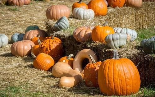 群众吃瓜群名称,揭秘群众吃瓜群的欢乐时光