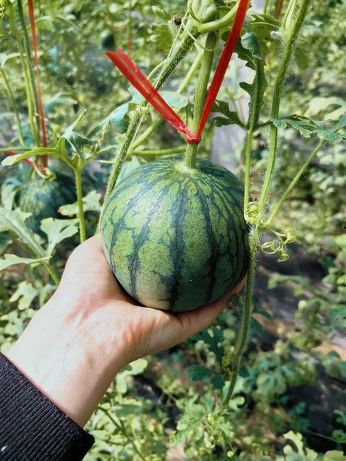 莫特吃瓜,揭秘娱乐圈幕后真相