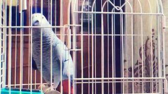 鹦鹉可以吃贝贝瓜嘛,贝贝瓜是否适合它们食用？