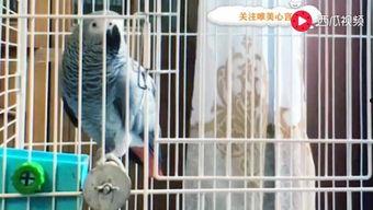 鹦鹉可以吃贝贝瓜嘛,贝贝瓜是否适合它们食用？