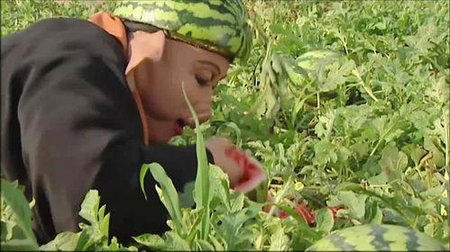 请师傅吃瓜,一场别开生面的美食之旅