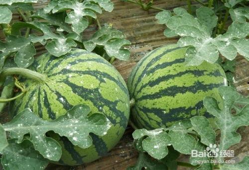 水果瓜都怎么吃,尽享美味与健康