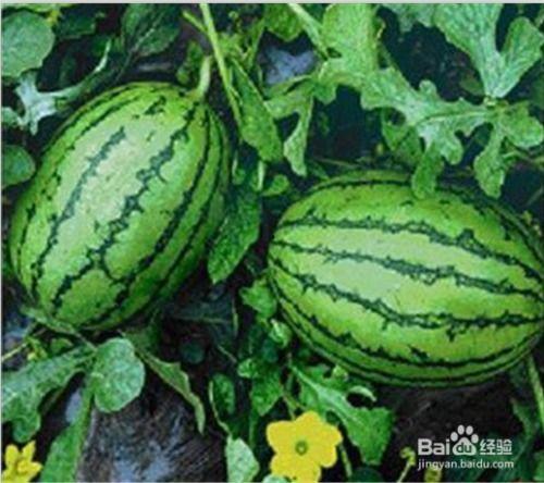 水果瓜都怎么吃,尽享美味与健康