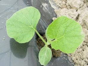 杭州长瓜怎么吃