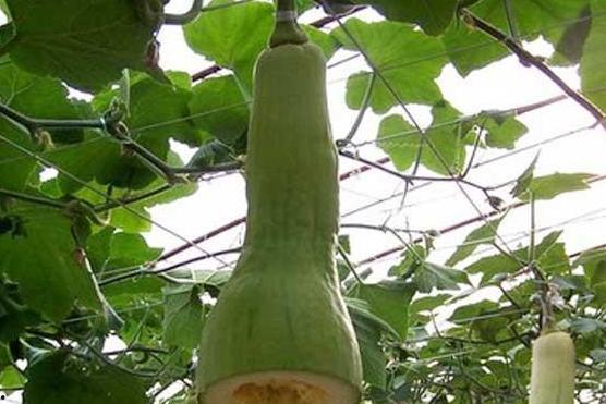 杭州长瓜怎么吃