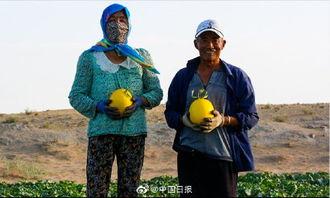 吃瓜的树苗,揭秘绿色植物中的神秘果实