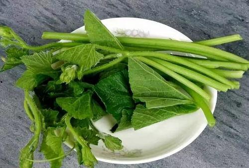 吃瓜的树苗,揭秘绿色植物中的神秘果实