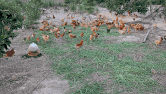 拆谷子吃瓜,传统农作与夏日美食的完美邂逅