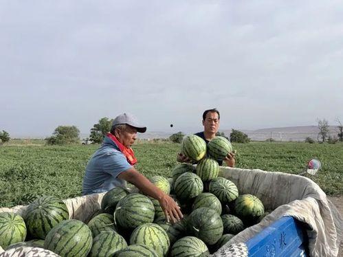 拆谷子吃瓜,传统农作与夏日美食的完美邂逅