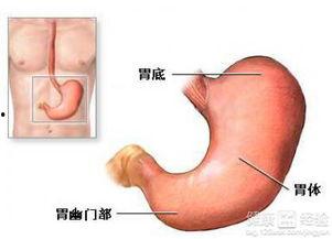 胃炎吃角瓜行吗,缓解不适新选择