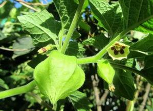 七瓣花儿吃瓜,一场别开生面的吃瓜盛宴