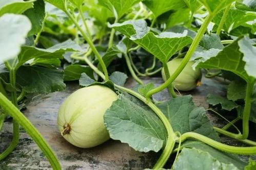 七瓣花儿吃瓜,一场别开生面的吃瓜盛宴