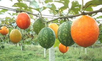 六十岁以上吃吊瓜