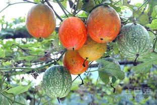 六十岁以上吃吊瓜