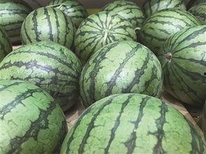 地瓜吃瓜视频,揭秘地瓜界的趣味生活