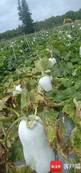 吃瓜待摘,揭秘吃瓜待摘的甜蜜等待