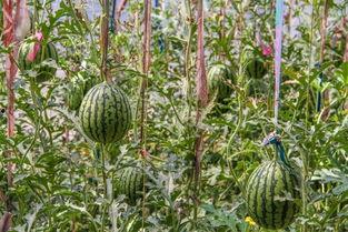 吃瓜待摘,揭秘吃瓜待摘的甜蜜等待