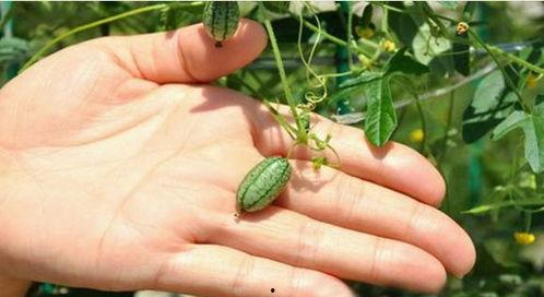 吃瓜待摘,揭秘吃瓜待摘的甜蜜等待