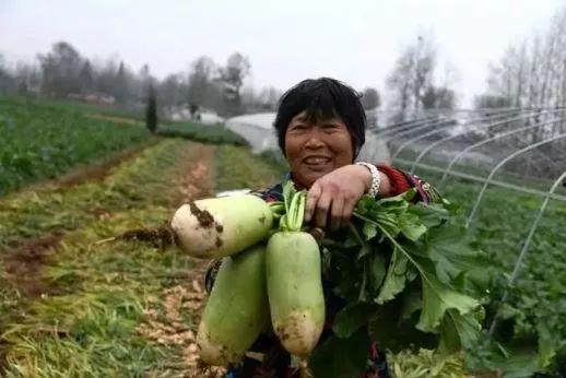 河南农民吃瓜视频,共享丰收喜悦