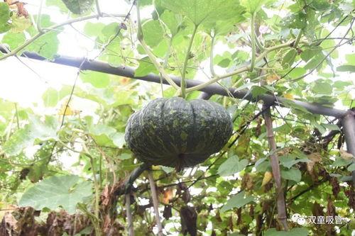 灯灯吃瓜,揭秘娱乐圈那些不为人知的幕后故事