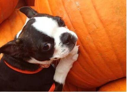 幼犬可以吃意大利瓜,意大利瓜——健康美味的辅食选择