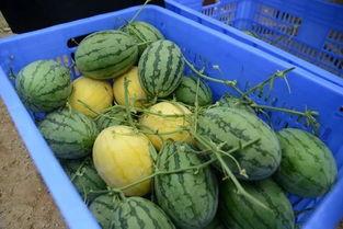 吃瓜共享群,揭秘网络社交圈的趣味与争议