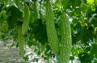 包头吃瓜人,吃瓜人生，品味人间烟火