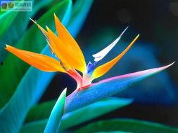 鹤望兰茶壶吃瓜