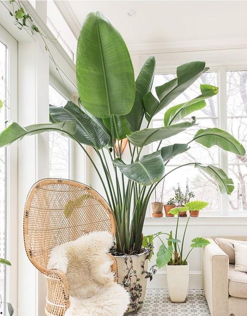 鹤望兰茶壶吃瓜