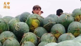 贵州大学大型吃瓜现场,揭秘校园里的“瓜王争霸赛”