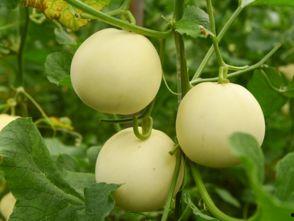 吃田瓜咳嗽,揭秘夏日常见食物的潜在风险