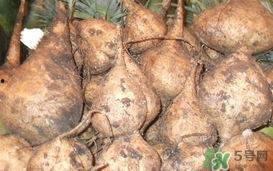 孕妇吃生土瓜好吗,孕妇食用生土瓜的利弊探讨