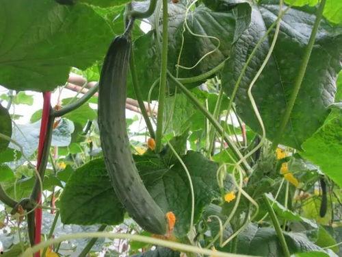 最新吃瓜视频 黑科大,揭秘校园里的“吃瓜”风云