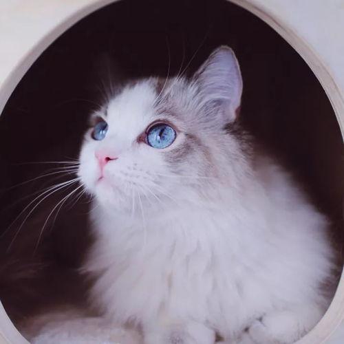 萌宠猫吃瓜大战,一场欢乐的喵星盛宴