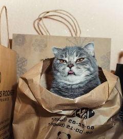 萌宠猫吃瓜大战,一场欢乐的喵星盛宴