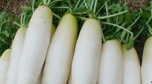 小萝卜吃瓜记,一场味蕾的冒险之旅