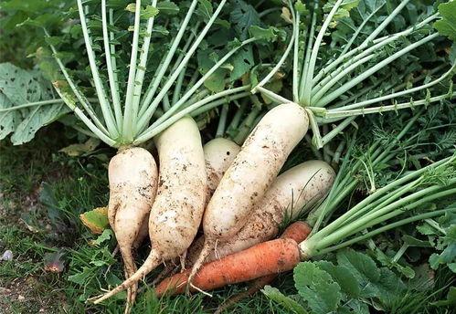 小萝卜吃瓜记,一场味蕾的冒险之旅