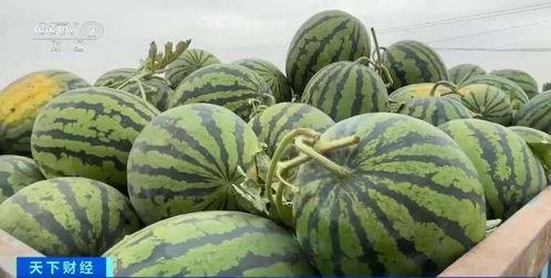 隆尧吃瓜,一场别开生面的夏日盛宴
