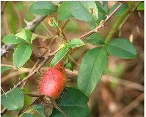 樱樱吃瓜了,揭秘娱乐圈幕后故事