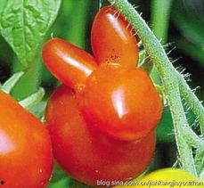 吃歪瓜裂枣,探寻民间美食的独特魅力